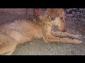 Livramento: Prefeitura despeja cães no 'pinicão'; Animais estavam alojados em galpão