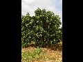 LIVRAMENTO: ALTAS TEMPERATURAS COMPROMETEM PRODUÇÃO DE MANGA EM 2016