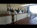 A 46ª CIPM, EM PARCERIA COM A SECRETARIA MUNICIPAL DE EDUCAÇÃO EM LIVRAMENTO, REALIZA FORMATURA PROERD