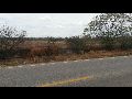 ANIMAIS SOLTOS NA BA 148, TRECHO LIVRAMENTO DE NOSSA SENHORA A BRUMADO, PROVOCA PERIGO AOS MOTORISTAS