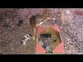 Livramento: Prefeitura despeja cães no 'pinicão'; Animais estavam alojados em galpão