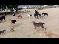 Livramento: Prefeitura despeja cães no 'pinicão'; Animais estavam alojados em galpão