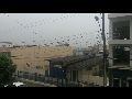 LIVRAMENTO: CHUVA ANIMA A CAPITAL DA MANGA