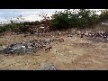Livramento: Prefeitura despeja cães no 'pinicão'; Animais estavam alojados em galpão