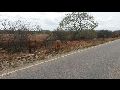 ANIMAIS SOLTOS NA BA 148, TRECHO LIVRAMENTO DE NOSSA SENHORA A BRUMADO, PROVOCA PERIGO AOS MOTORISTAS