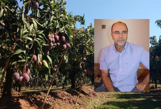 Baixa na produtividade de manga em Livramento está ligada a má formação do fruto, afirma produtor livramentense