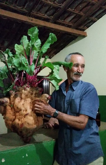 LIVRAMENTO: BETERRABA GIGANTE DE 20 KG É RETIRADA DE HORTA NO CAMPO ALEGRE