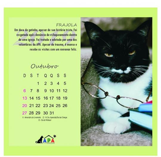 A APA, ONG de Proteção animal em Livramento-BA cria calendário que conta histórias de animais resgatados