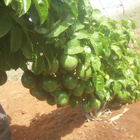 LIVRAMENTO: MAIOR PRODUTOR DE MARACUJÁ DA BAHIA; E SEGUNDO MAIOR PRODUTOR DE MANGA