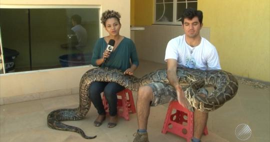  Estudante cria mais de 50 cobras em casa, incluindo uma píton de 75kg, em Juazeiro
