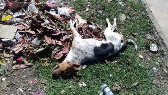 Mais uma madrugada de envenenamento de cães em Rio de Contas