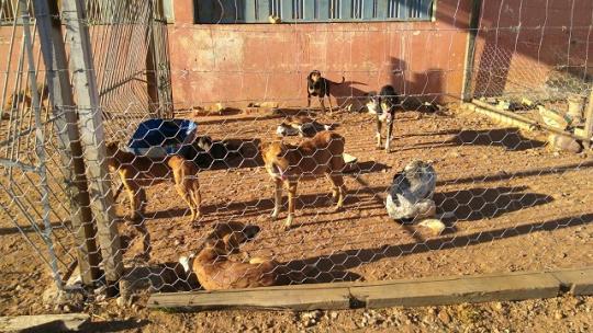 ONG APA EMITE NOTA SOBRE AÇÃO DA PREFEITURA MUNICIPAL DE LIVRAMENTO EM RECOLHER ANIMAIS DE RUA E COLOCÁ-LOS EM UM GALPÃO