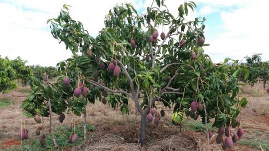 LIVRAMENTO: MAIOR PRODUTOR DE MARACUJÁ DA BAHIA; E SEGUNDO MAIOR PRODUTOR DE MANGA