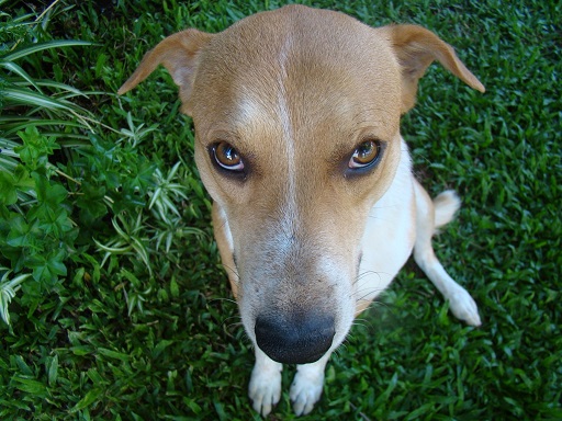 Senado aprova aumento de pena para crime de maus-tratos a animais