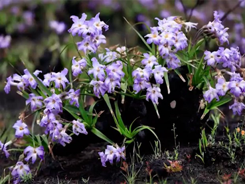 Flores nascem em área destruída por incêndio na Chapada Diamantina