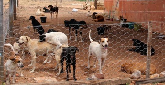 Vida dos animais em risco!