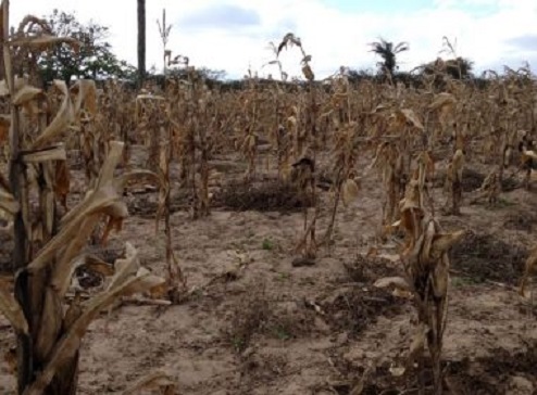 Governo federal vai pagar R$ 118,2 mi para agricultores prejudicados pela estiagem; Livramento foi incluído