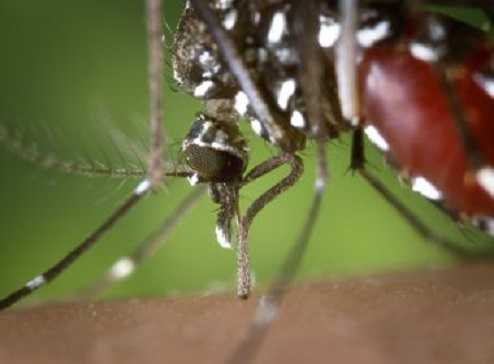 Brasil tem 37 mil casos de chikungunya; Bahia concentra 39% dos registros do país
