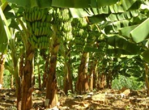Bahia se torna maior produtor nacional de bananas