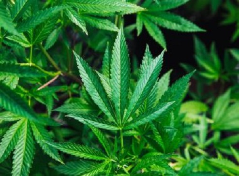 Regulamentação do uso medicinal da maconha foi 'importante', mas 'paliativo', diz Cannab