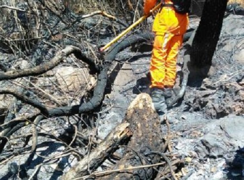 Bombeiros militares combatem incêndio florestal em Érico Cardoso no centro da Bahia