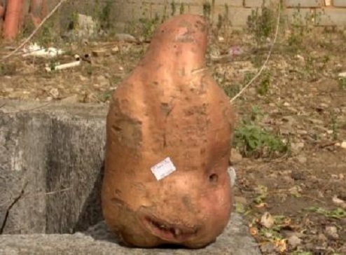 Moradores de Vitória da Conquista colhem batata doce gigante de mais de três quilos