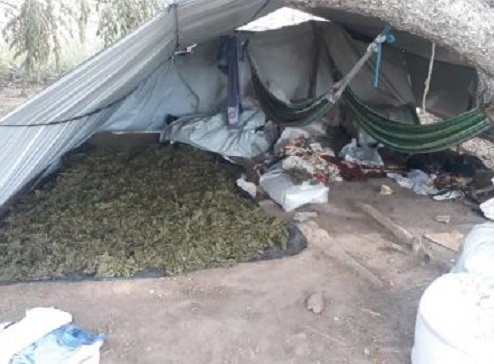 Polícia encontra mais 125 mil pés de maconha no interior da Bahia
