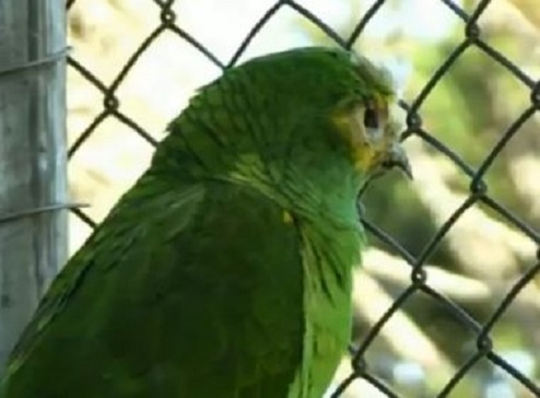 Papagaio que foi baleado, mordido por cobra e roubado volta sozinho para zoológico