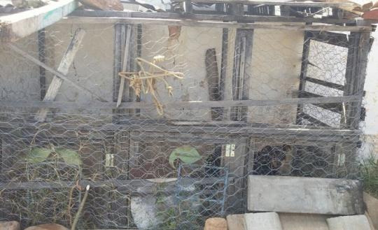 RIO DE CONTAS: ASSOCIAÇÃO PROTETORA DOS ANIMAIS DA REGIÃO SUDOESTE DO ESTADO DA BAHIA - ONG  APA - INVESTIGOU DENÚNCIA DE SUMIÇO E MAUS-TRATOS AOS ANIMAIS NA PRAÇA PÚBLICA DO MUNICÍPIO
