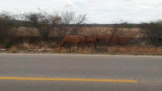 ANIMAIS SOLTOS NA BA 148, TRECHO LIVRAMENTO DE NOSSA SENHORA A BRUMADO, PROVOCA PERIGO AOS MOTORISTAS