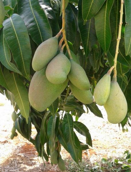 LIVRAMENTO: ALTAS TEMPERATURAS COMPROMETEM PRODUÇÃO DE MANGA EM 2016