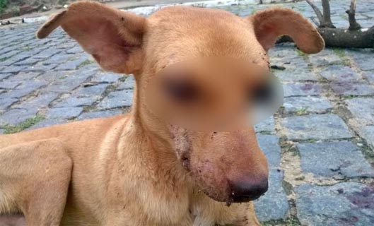 Cachorro é espancado e tem olhos perfurados após invadir quintal