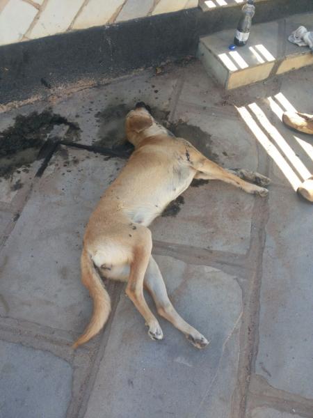 Mais uma madrugada de envenenamento de cães em Rio de Contas