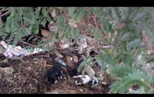 Livramento: Prefeitura despeja cães no 'pinicão'; Animais estavam alojados em galpão