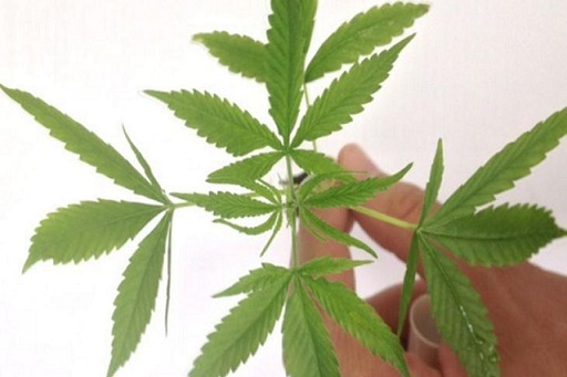 Autoridades e pesquisadores discordam sobre uso de cannabis medicinal