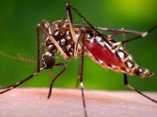 LEITURISTAS DA COELBA AUXILIARÃO NO COMBATE À DENGUE