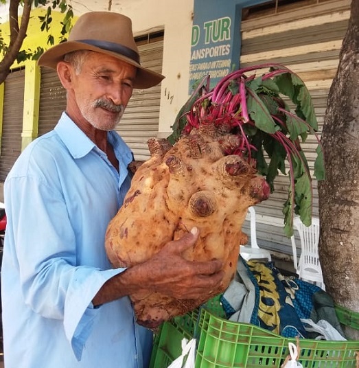 LIVRAMENTO: BETERRABA GIGANTE DE 20 KG É RETIRADA DE HORTA NO CAMPO ALEGRE