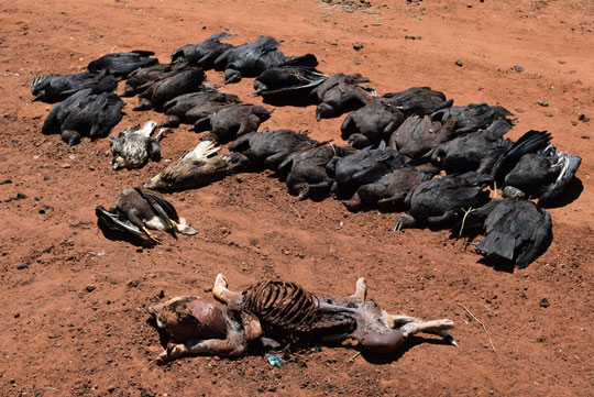 Dezenas de urubus morrem após comerem carcaça de cão envenenado, em Brumado
