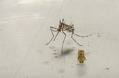 Número de notificações de dengue na Bahia tem aumento de 25 mil casos em menos de um mês