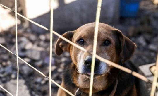 Lei que pune com pena administrativa prática de maus tratos a animais já está em vigor