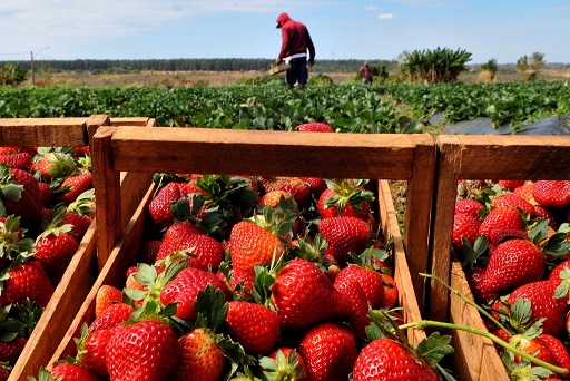 Estudo aponta que trabalhadores de lavouras de frutas vivem na pobreza