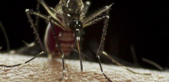 PESQUISA BRASILEIRA EXPLICA AÇÃO DO ZIKA NO CÉREBRO DE BEBÊS