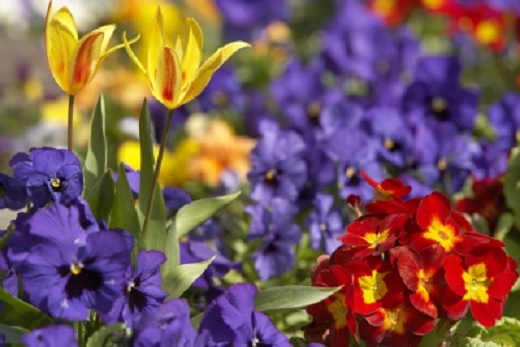 A estação das flores chegou! 