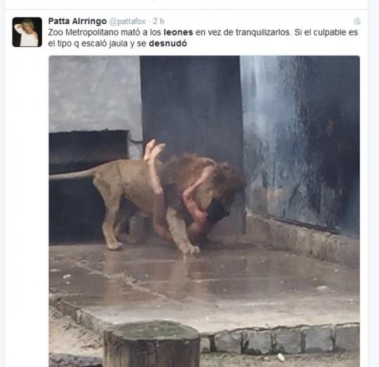Leões são sacrificados no Chile após homem nu invadir jaula de zoológico