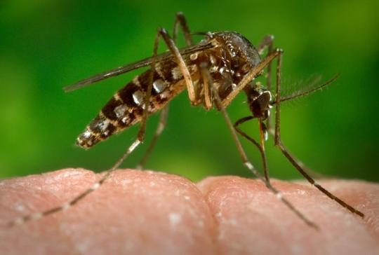 Zika vírus: OMS decreta 'estado de emergência sanitária mundial'